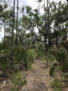 savannah georgia vacations - skidaway trail