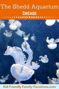 The Shedd Aquarium in Chicago is a leader in the zoo and aquarium industry, and is the largest aquarium in the world. Located right in downtown!