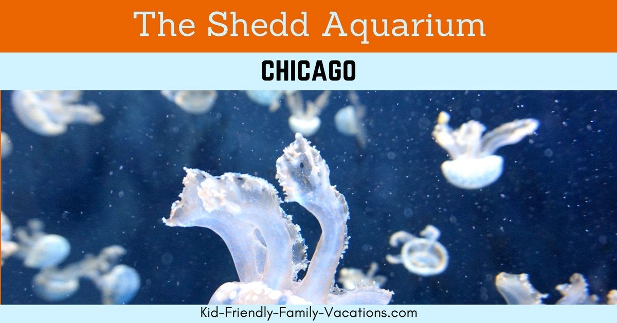 The Shedd Aquarium in Chicago is a leader in the zoo and aquarium industry, and is the largest aquarium in the world. Located right in downtown!